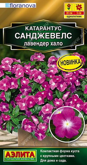 Катарантус Санджевелс лавендер хало - фото Катарантус Санджевелс лавендер хало - фото