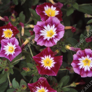 ������ �������� ����������� ������� - ����