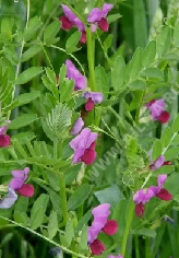    25 - 