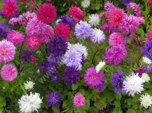 Астра китайская Калифорнийская исполинская, смесь сортов - фото Астра китайская Калифорнийская исполинская, смесь сортов - фото