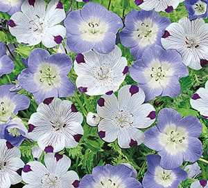 ��������, ������� ����� (������� � ���������) - ����