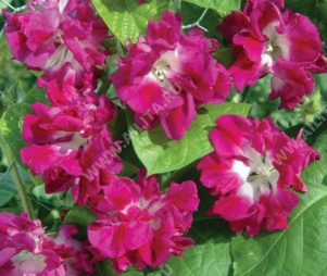 Ипомея империалис Санрайз Серенада полумахровая - фото Ипомея империалис Санрайз Серенада полумахровая - фото