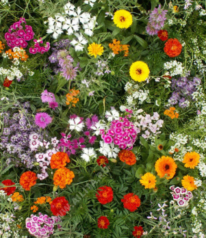 ����� ���������� ������ ��������� - ����