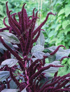 Амарант метельчатый Оешберг - фото Амарант метельчатый Оешберг - фото