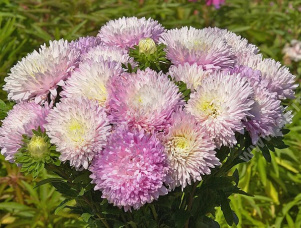 ����� ��������� ��������� ������������ - ����