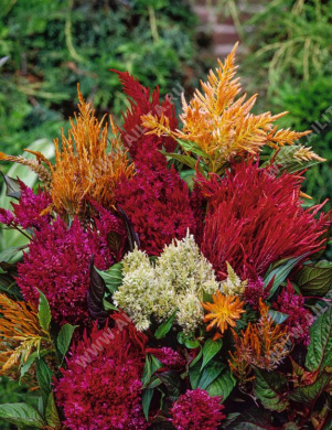 Целозия перистая Пампас Плюм высокорослая, смесь сортов - фото Целозия перистая Пампас Плюм высокорослая, смесь сортов - фото