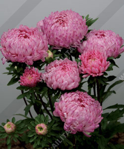 Астра китайская Дюшес розовая - фото Астра китайская Дюшес розовая - фото