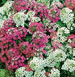 ������� ����������, ����������� ����� ������ (������-�����) - ����