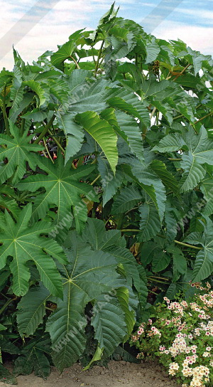 ��������� ������������ - ����