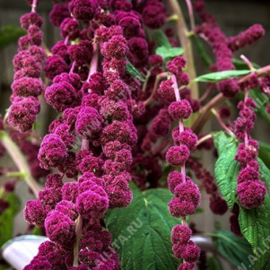 ������� ��������� ���� ���� - ����