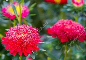 ����� ��������� ��������� ��� ����� - ����