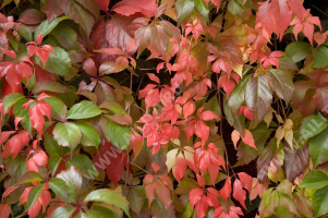 �������� ������� ��������������� - ����