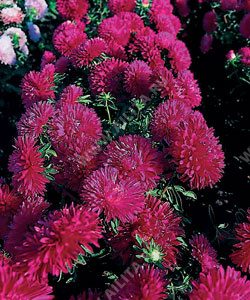 Астра китайская Колор Карпет красная карликовая - фото Астра китайская Колор Карпет красная карликовая - фото