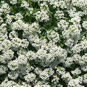 ������� ������ ���� - ����