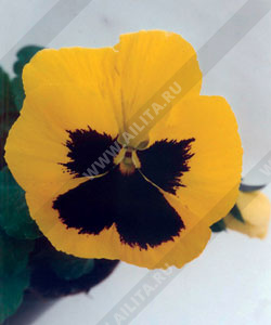 Виола виттрока Швейцарские гиганты Рейнгольд (золотистая с глазком) - фото Виола виттрока Швейцарские гиганты Рейнгольд (золотистая с глазком) - фото