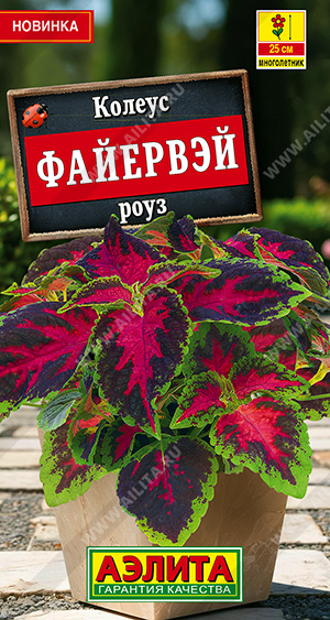Колеус Файервэй роуз - фото Колеус Файервэй роуз - фото