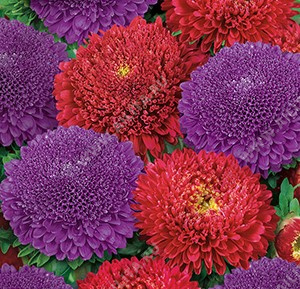 ����� ��������� ��������� ������, ����������� ����� ������ (������-����������) - ����