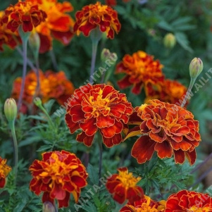 �������� ���������� ��������� - ����