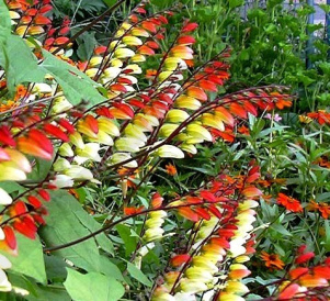 ��������� ��������� (���� ������) - ����