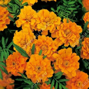 �������� �������� ����������� - ����