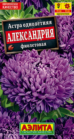 Астра Александрия фиолетовая - фото