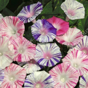 Ипомея пурпурная Карнавалы Венеции, смесь сортов - фото Ипомея пурпурная Карнавалы Венеции, смесь сортов - фото