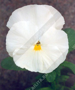 ����� �������� ����������� ������� ����� ���� - ����