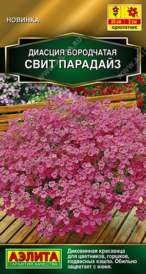Диасция Свит парадайз - фото Диасция Свит парадайз - фото