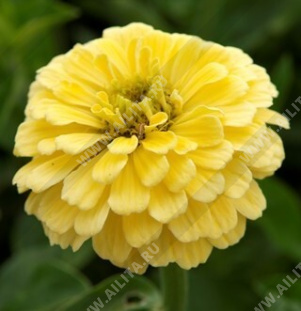 ������ ������� ���������� �������������� - ����