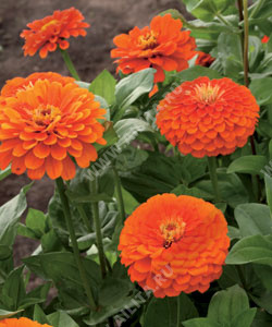 ������ ������� ����� ���� �������������� - ����