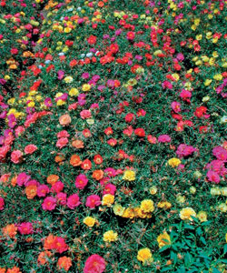 Портулак махровый крупноцветковый, смесь сортов - фото Портулак махровый крупноцветковый, смесь сортов - фото