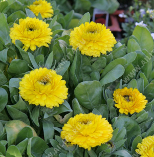 Календула Пацифик Голден Бьюти махровая - фото Календула Пацифик Голден Бьюти махровая - фото