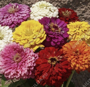 Цинния изящная Далиафловеред, смесь сортов - фото Цинния изящная Далиафловеред, смесь сортов - фото