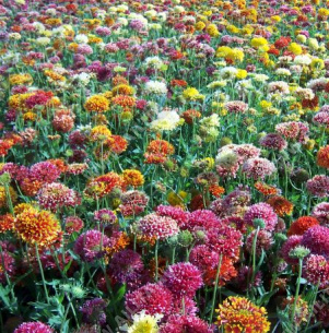 Гайлардия красивая Лорензиана махровая, смесь сортов - фото Гайлардия красивая Лорензиана махровая, смесь сортов - фото
