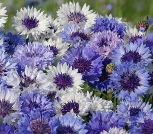 ������� �������� ������� ��������� - ����