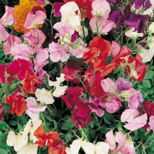 ������� �������� ���� ����������, ����� ������ - ����