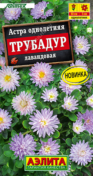 Астра Трубадур лавандовая - фото