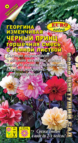 Георгина Черный принц, смесь - фото Георгина Черный принц, смесь - фото