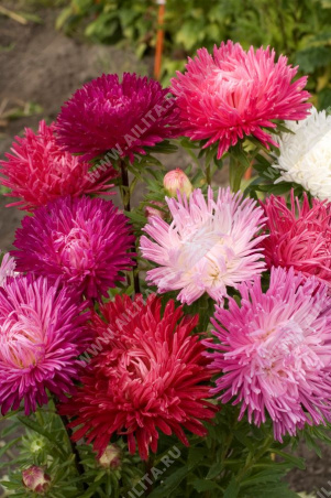 Астра китайская Джуэл, смесь сортов - фото Астра китайская Джуэл, смесь сортов - фото