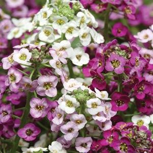 Алиссум Клеа кристал, смесь сортов - фото Алиссум Клеа кристал, смесь сортов - фото