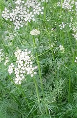 Анис овощной Сны фараона - фото Анис овощной Сны фараона - фото