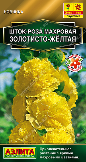 ����-���� �������� ���������-������ - ����