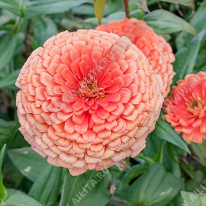 ������ ������� ��������� ������ �������������� - ����