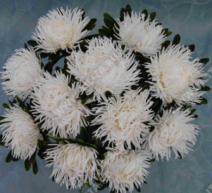 Астра китайская Крален белая - фото Астра китайская Крален белая - фото