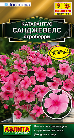 Катарантус Санджевелс строберри - фото Катарантус Санджевелс строберри - фото