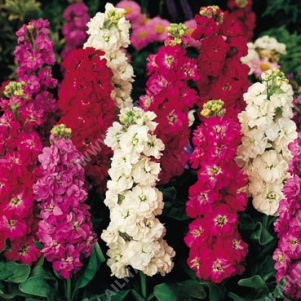 Левкой Гигантский Империал махровый, смесь сортов - фото Левкой Гигантский Империал махровый, смесь сортов - фото