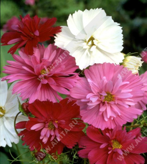 ������ �������������� ����� ��������, ����� ������ - ����