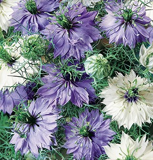 ������� ��������� ��������, ����������� ����� ������ (����-�������) - ����