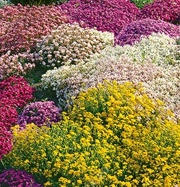 ����� ����������� ������ ��� ���������� ����� - ����