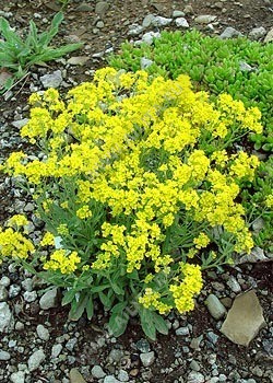 ������� �������� (�������) ����������� ������ ���� - ����